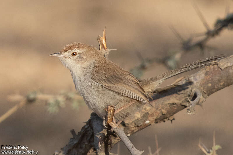 Rufous-fronted Priniaadult, identification