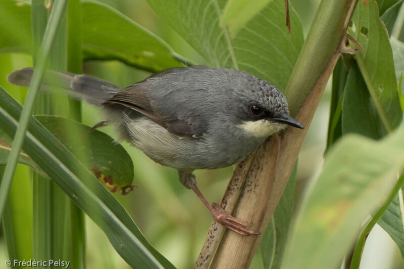 White-chinned Priniaadult, identification