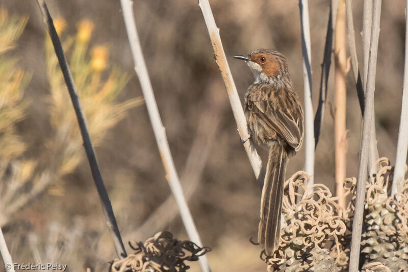 Prinia à joues roussesadulte