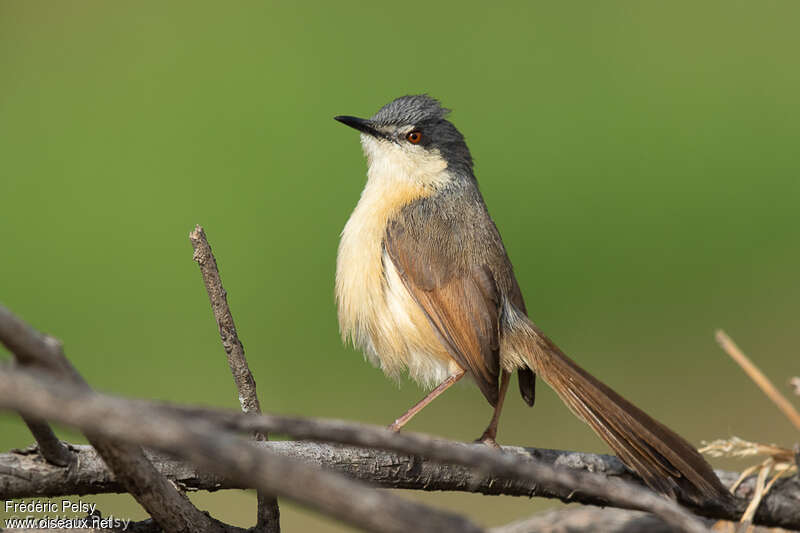 Prinia cendréeadulte, identification