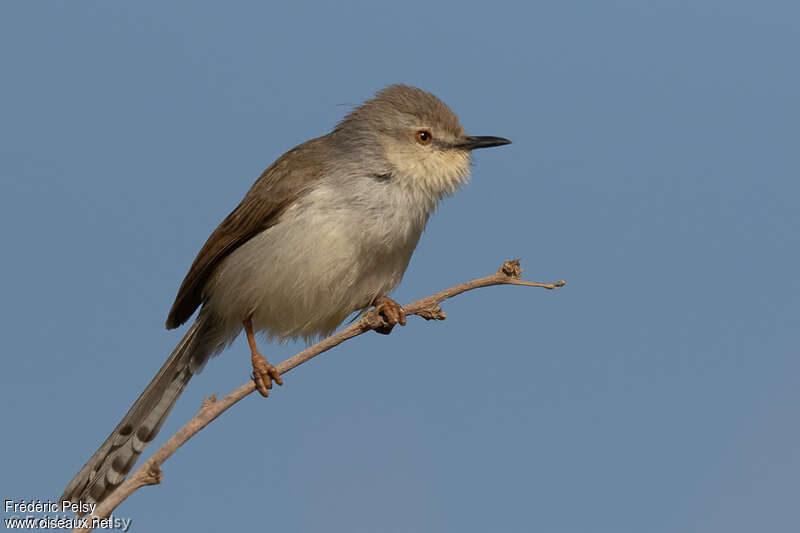 Prinia de Hodgsonadulte internuptial, identification