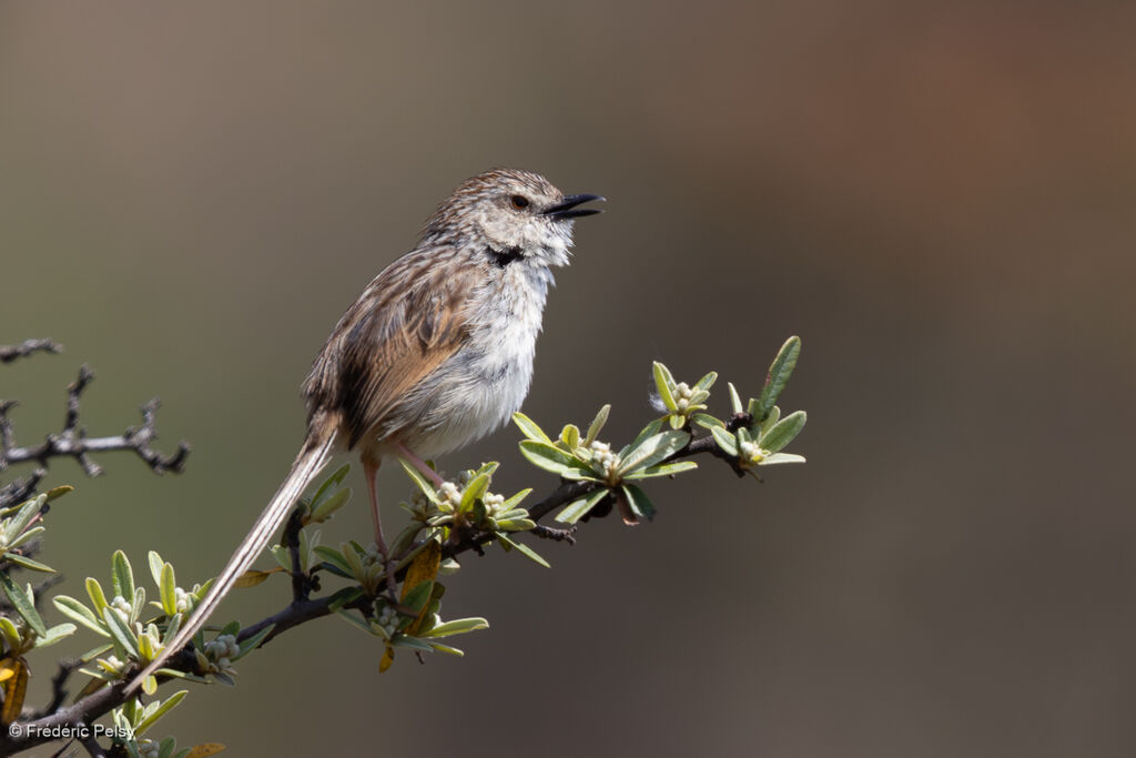 Prinia de Swinhoe