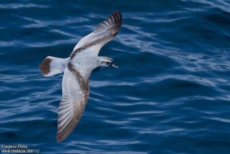 Prion colombeadulte, identification