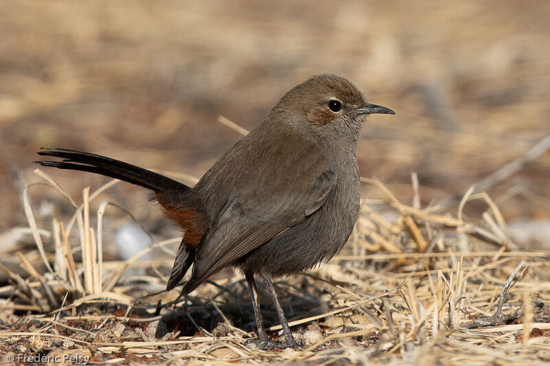 Indian Robin female