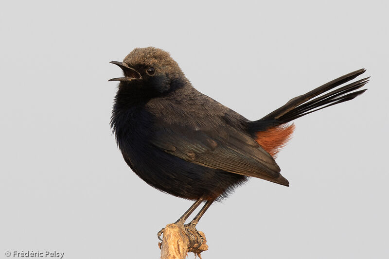 Indian Robin male adult