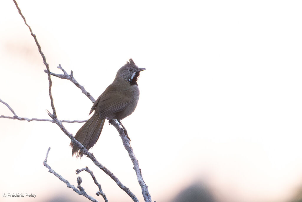 Western Whipbird