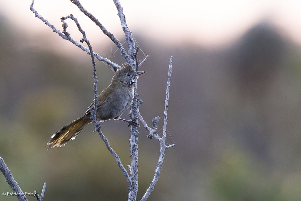 Western Whipbird
