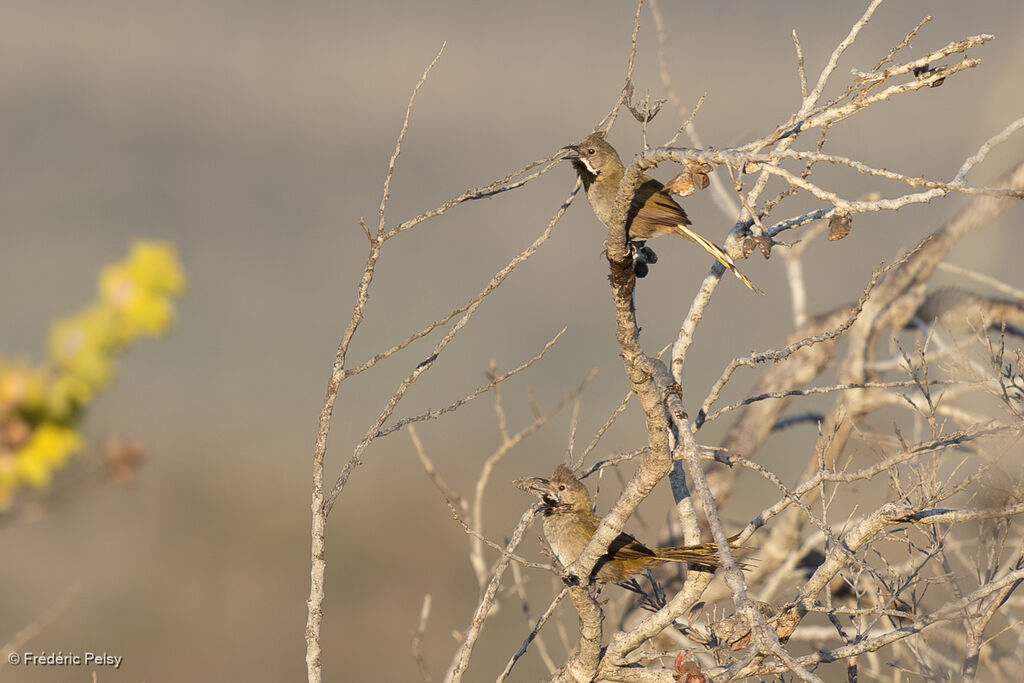 Western Whipbird