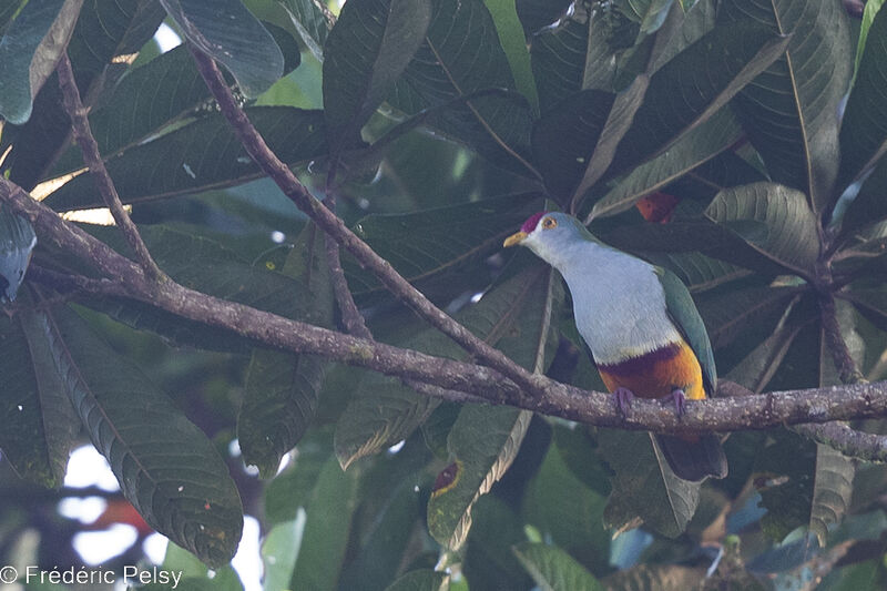 Beautiful Fruit Dove