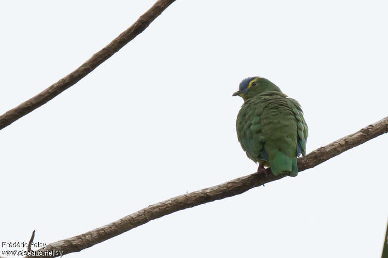 Blue-capped Fruit Dove male