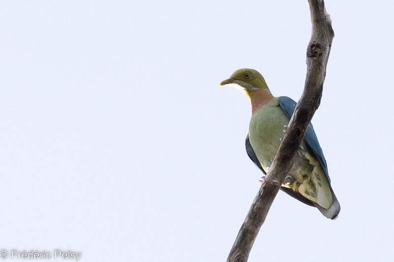 Pink-spotted Fruit Dove