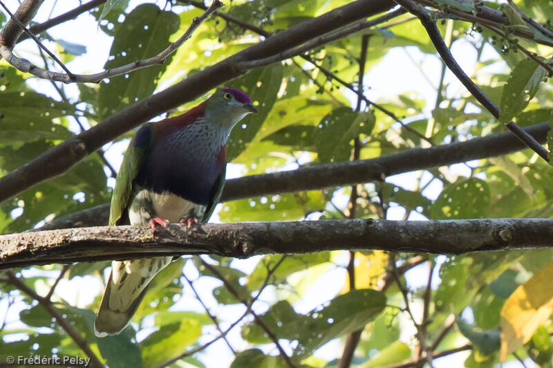 Superb Fruit Doveadult