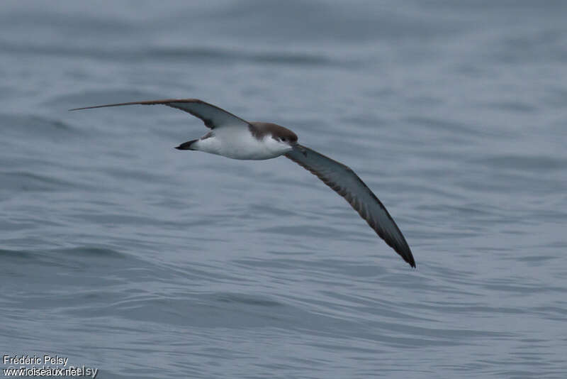 Puffin de Buller, Vol