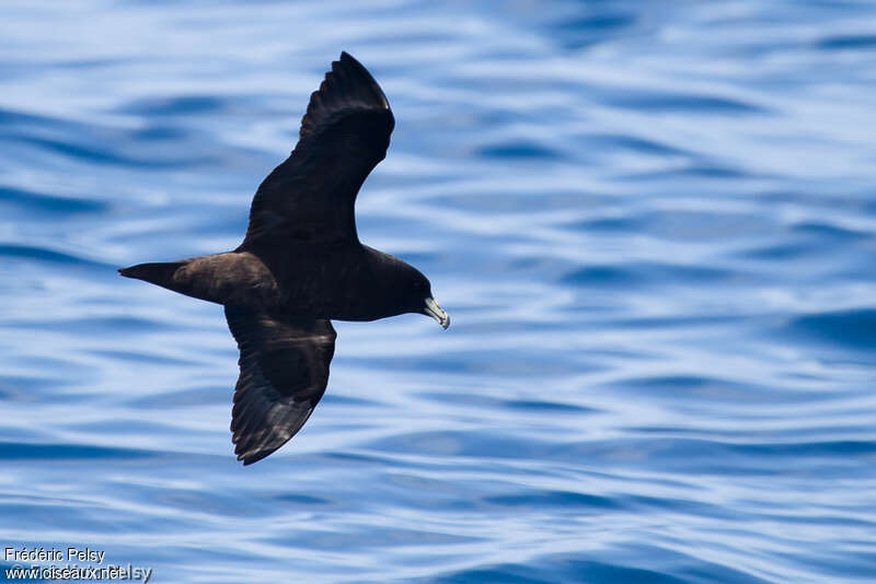 Black Petreladult, Flight