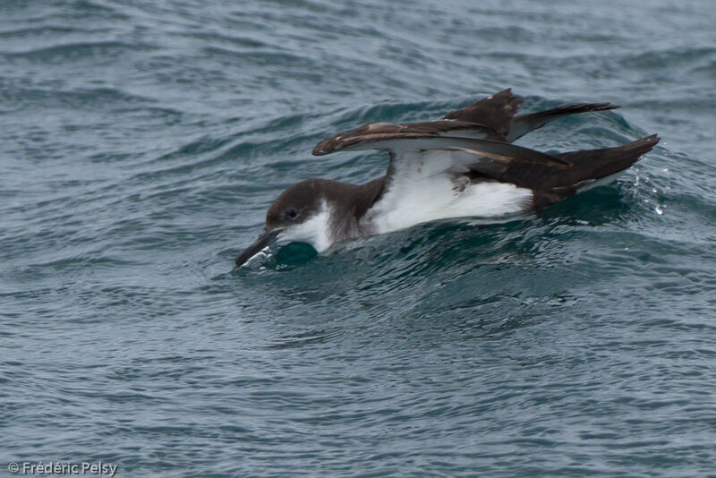 Manx Shearwater