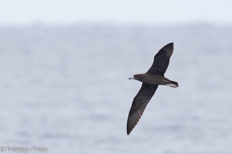 Wedge-tailed Shearwater