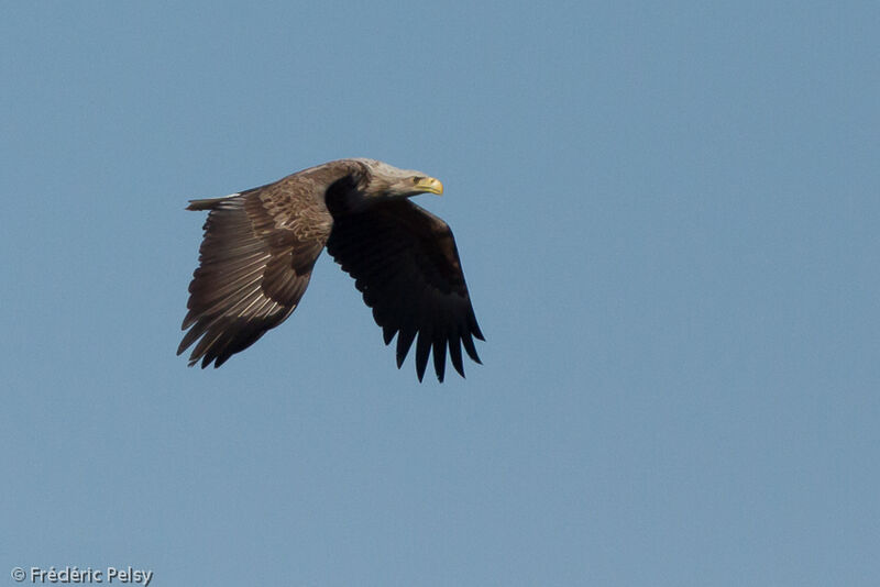 White-tailed Eagleadult