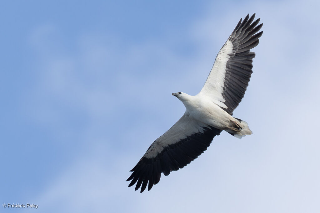 Pygargue blagreadulte