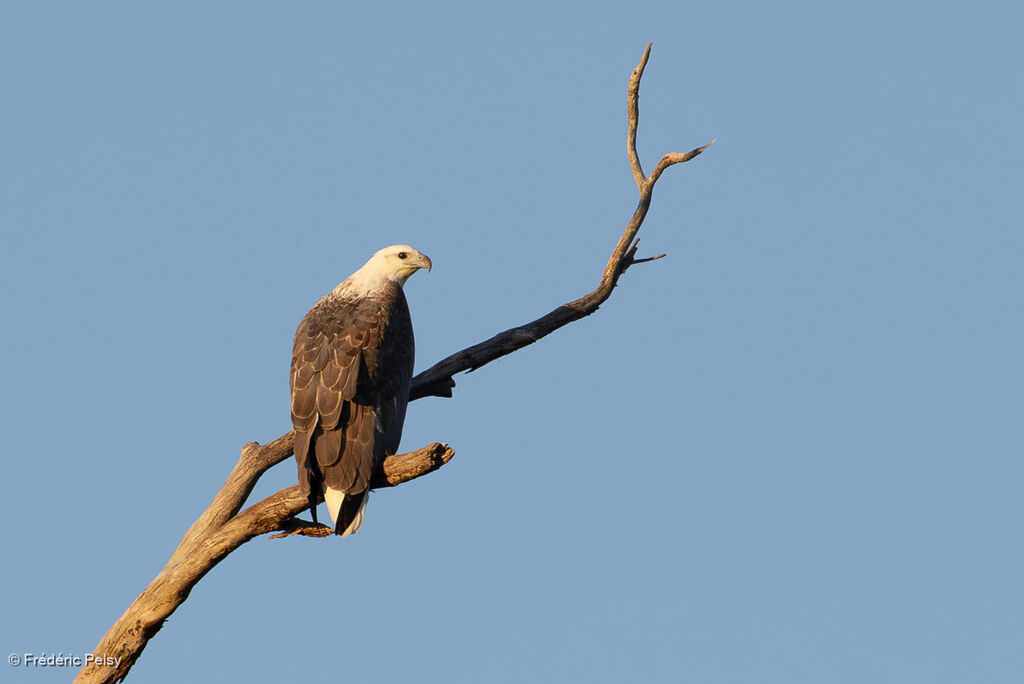 Pygargue blagreadulte