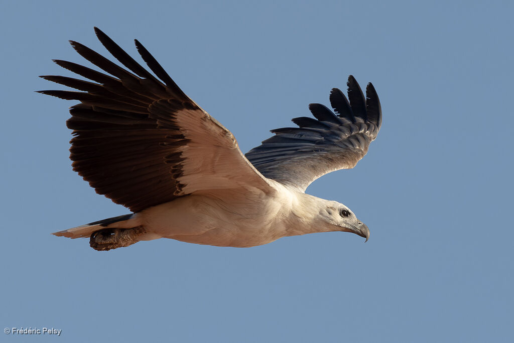 White-bellied Sea Eagle