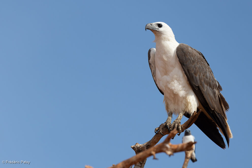 Pygargue blagreadulte