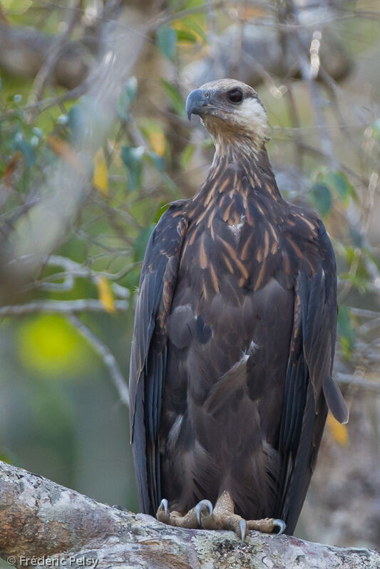 Madagascar Fish Eagleadult