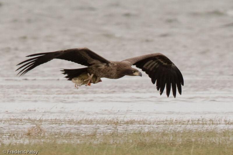 Pallas's Fish EagleFirst year, Flight