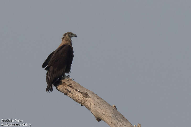 Pygargue de Pallasadulte, identification