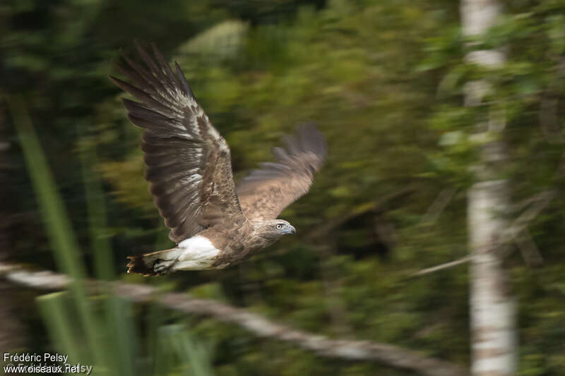 Lesser Fish Eagleadult, Flight