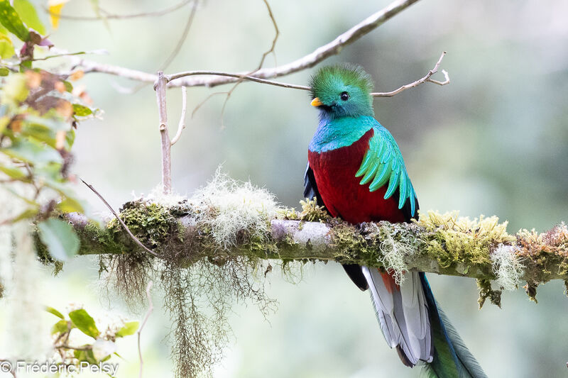 Resplendent Quetzal male