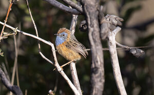 Queue-de-gaze du Sud