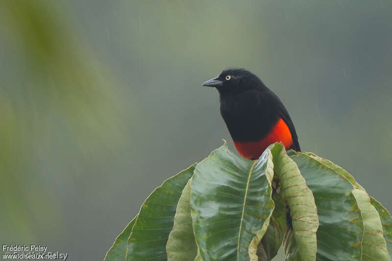 Red-bellied Grackleadult