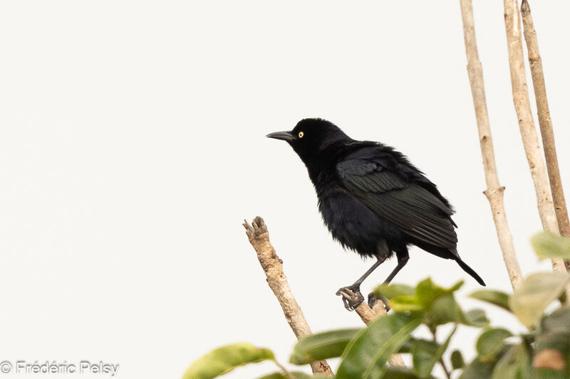 Carib Grackle