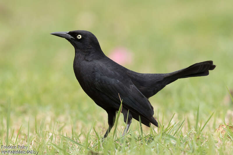 Quiscale noir femelle adulte, identification