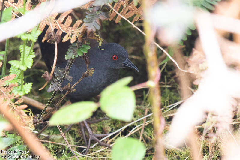 Râle des Galapagosadulte, identification