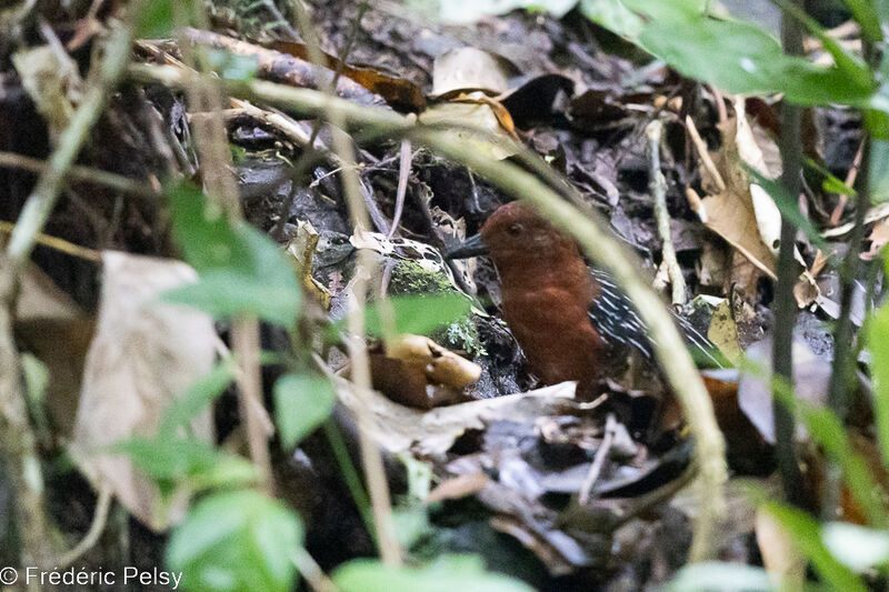 White-striped Forest Rail