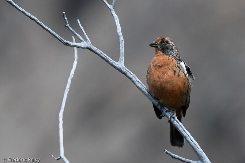 Rufous-tailed Plantcutter male