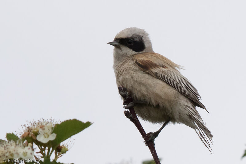 White-crowned Penduline Tit