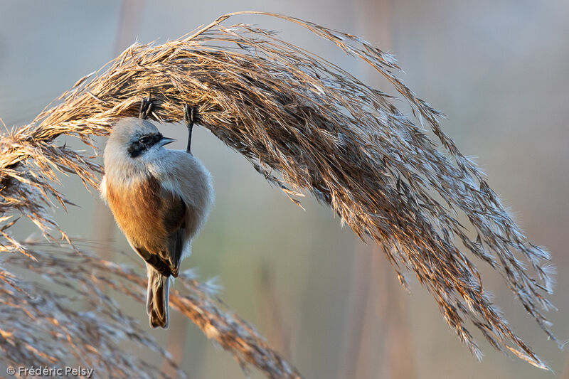 Eurasian Penduline Tit