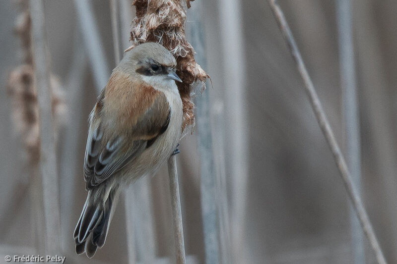 Rémiz penduline