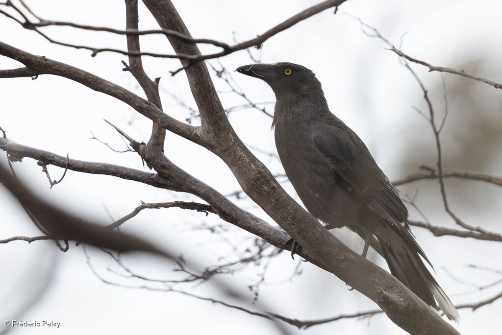 Grey Currawong
