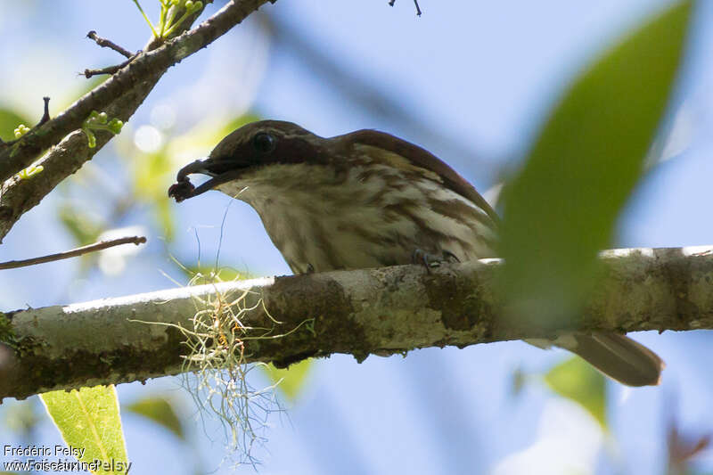 Stripe-breasted Rhabdornis