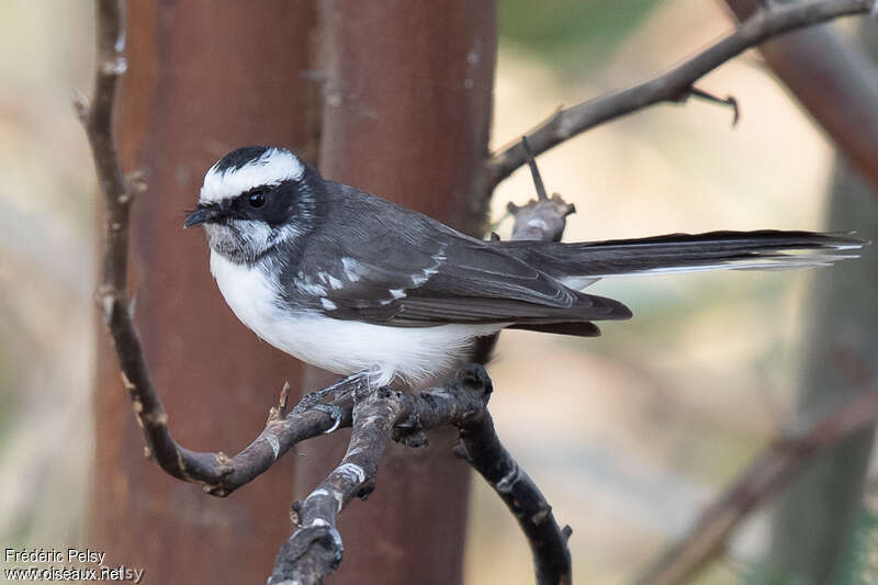 White-browed Fantailadult, identification