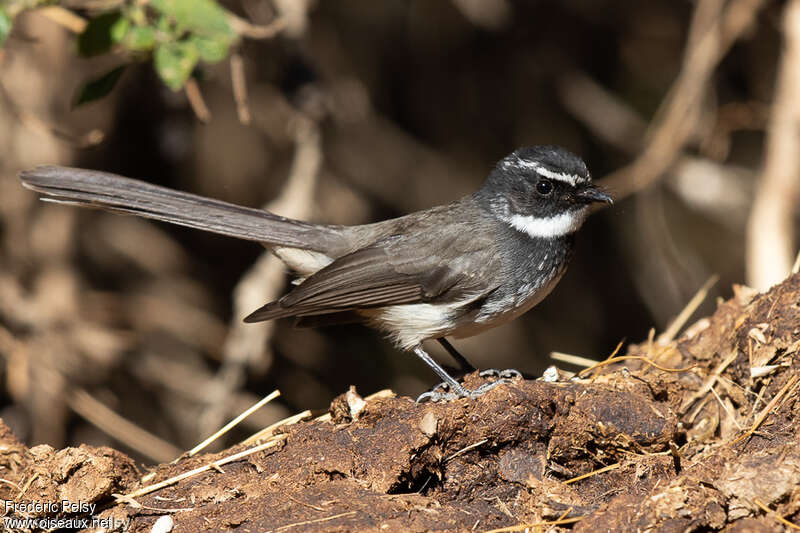 White-spotted Fantailadult, identification