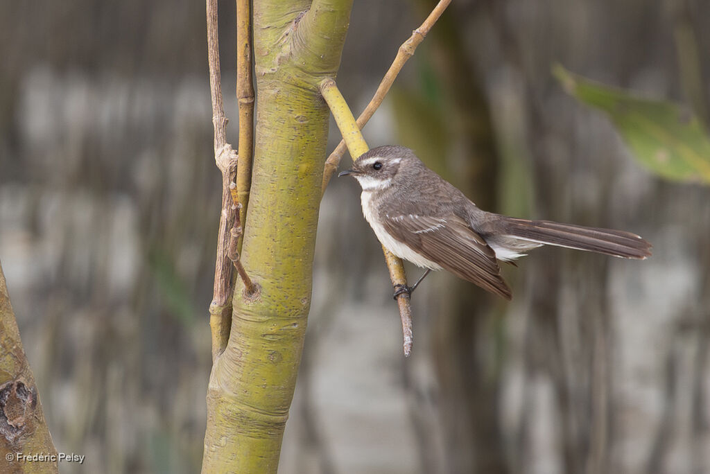 Mangrove Fantail