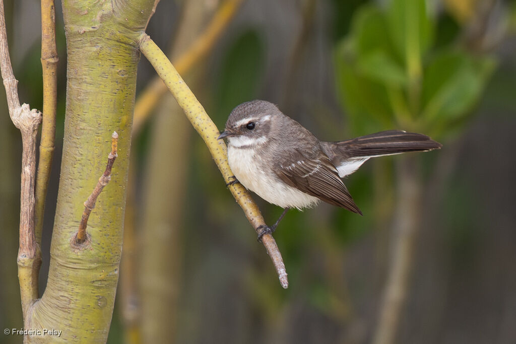 Mangrove Fantail