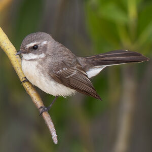 Rhipidure des mangroves
