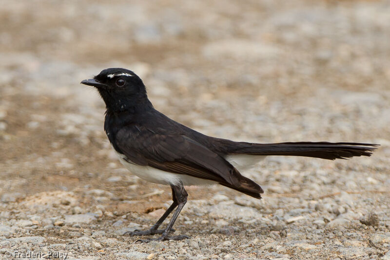 Willie Wagtail