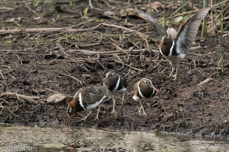 Australian Painted-snipe