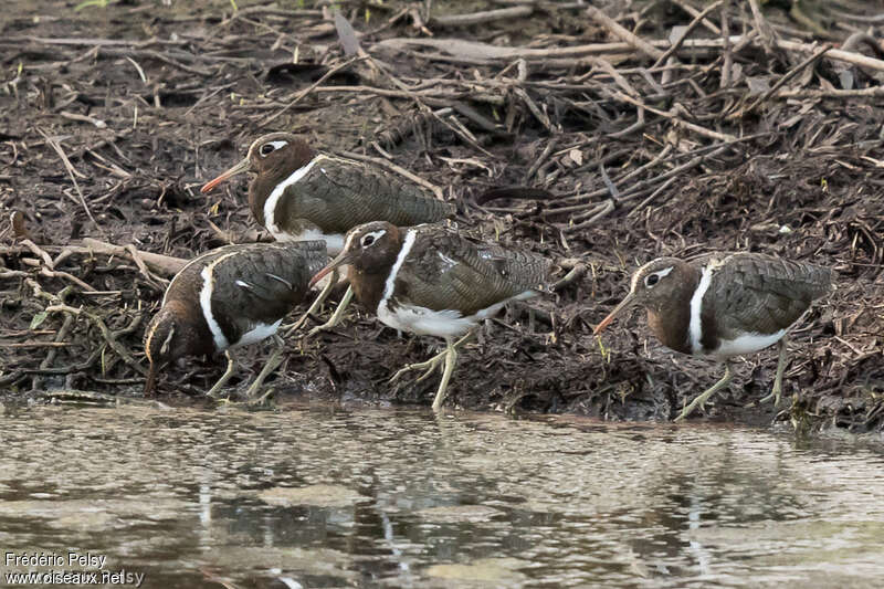 Australian Painted-snipe